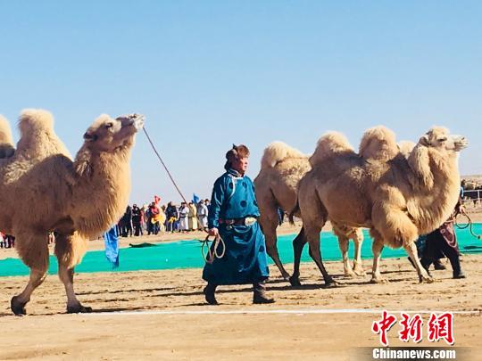 中国“驼乡”的五千年“变脸”：骆驼文化的守望者