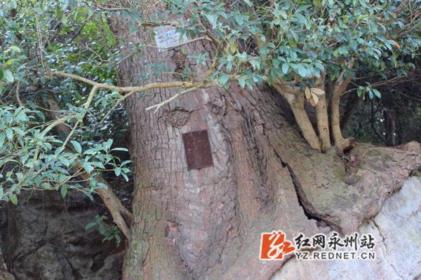 回龙圩现“树抱石 树中树”奇观 已有500余年！