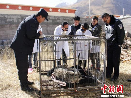 “中国雪豹之乡”青海杂多救助一只受伤雪豹（图）