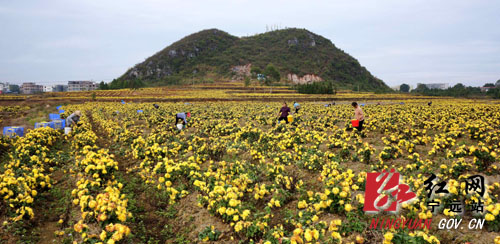 宁远：菊田采花忙