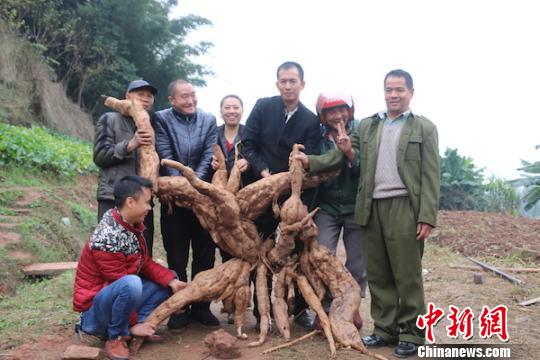 泸州村民挖出一株野生“葛王”重达170余斤