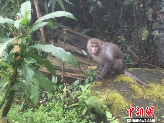 小猕猴受伤觅食“迷途”幸得云南警民联手救助