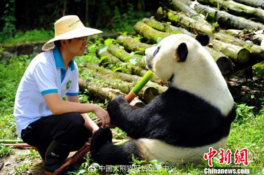 大熊猫“鹏鹏”因病抢救无效死亡生前温馨照片令网友泪奔