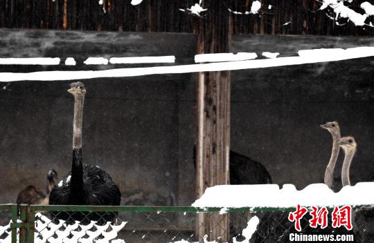 合肥动物园上演“冬季恋歌”