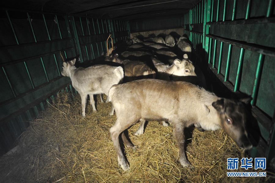 内蒙古从国外成功引进第二批115只活体驯鹿