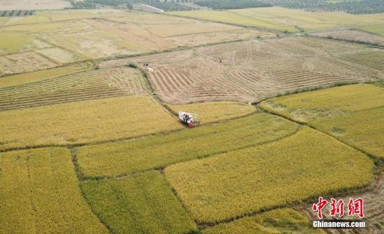资料图：农民忙着收割水稻。邓和平 摄