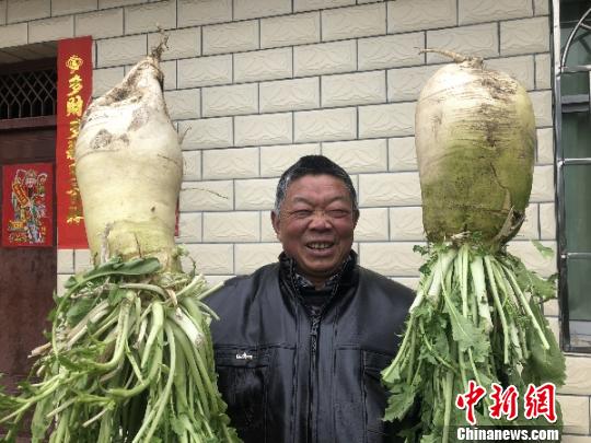 四川安州现大萝卜一个重达16斤（图）