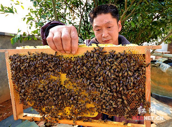 阳红旗和他的小蜜蜂.