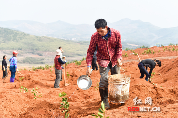 桂阳县将打造千亩农业生态果园基地