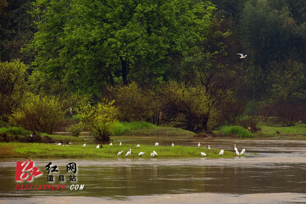 道县潇水河畔现白鹭 飞舞成风景（组图）