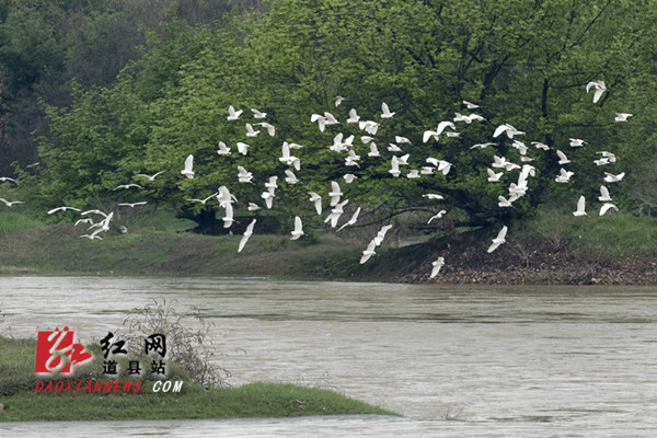 视频|道县潇水河畔现白鹭 飞舞成风景
