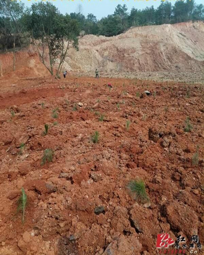 冷水滩：“补植复绿”9万余株 矿区披上绿新装