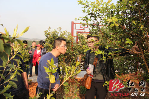 宁远县举办2018年油茶栽培技术培训班