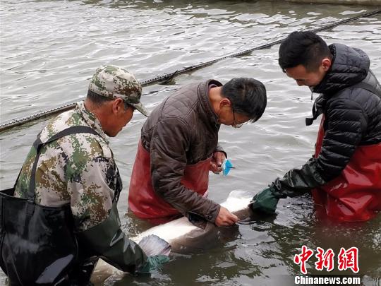 新疆兵团团场成功繁育鲟龙鱼首批种鱼进入“待产”期