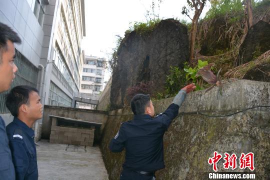 黄眼萌鹰居民家中“做客”原是濒危物种斑头鸺鹠