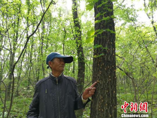 河南驻马店金顶山数十亿春蝉鸣山间成自然奇观
