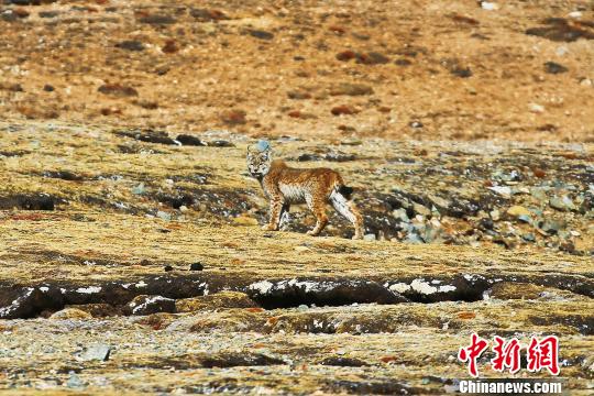 澜沧江源头首次人为拍摄到猞猁“一家人”结伴而行