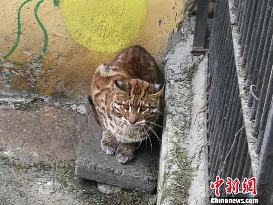 自贡成功救助一只金猫全国动物园仅余三只（图）
