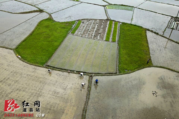 道县：谷雨后 农民忙春耕生产（组图）
