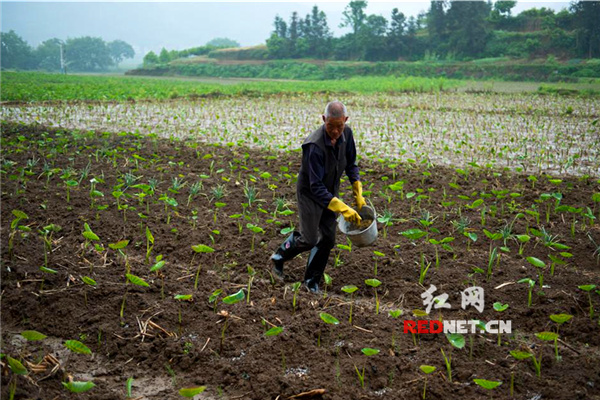 蓝山：种香芋（组图）