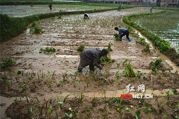 蓝山：种香芋（组图）