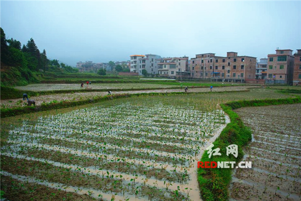 蓝山：种香芋（组图）