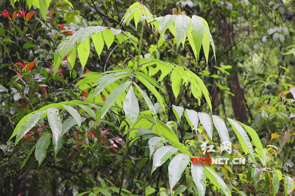 江华发现国家一级重点保护野生植物伯乐树