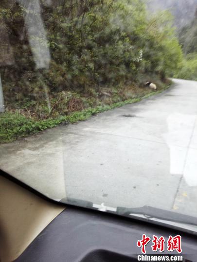 黄龙自然保护区丹云峡发现大熊猫慢悠悠在公路边爬行