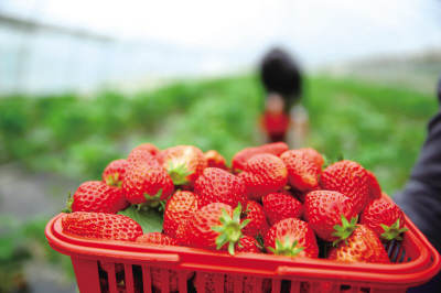 Changsha county offers visitors great fun in fruit picking