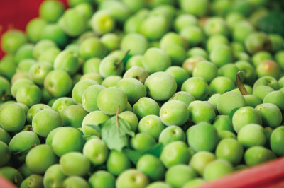 Changsha county offers visitors great fun in fruit picking