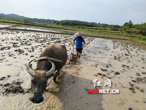 冷水滩区蔡市镇：水稻制种助农脱贫