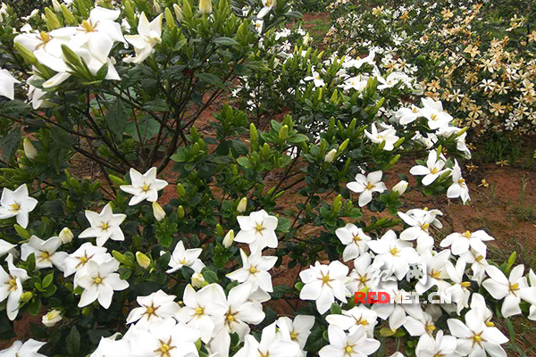 冷水滩区蔡市镇：栀子花香醉游人