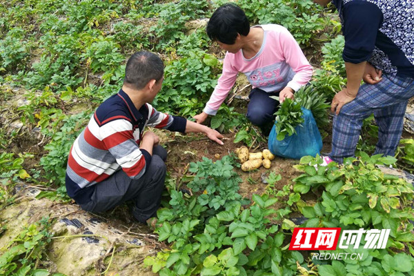 冷水滩区杨村甸乡：“小土豆”带动“大扶贫”