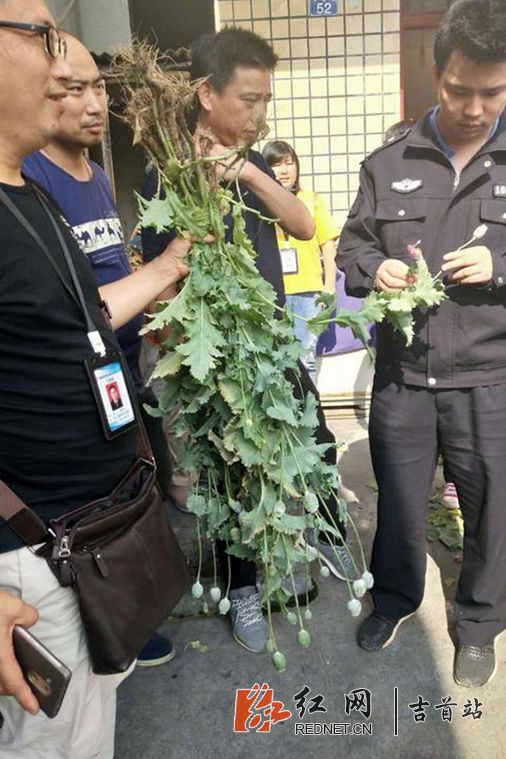 吉首警方依法铲除毒品原植物罂粟82株