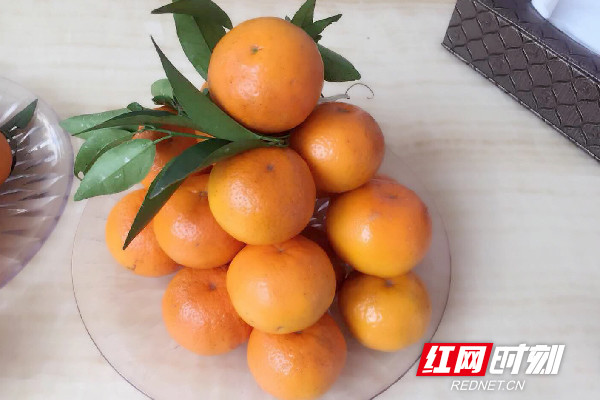 【图集】三峡果园:最是橙黄橘绿时