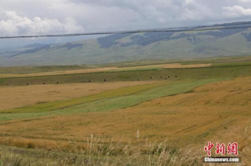 资料图：新疆昭苏高原上约百万亩春小麦逐渐变黄。 李文武 摄