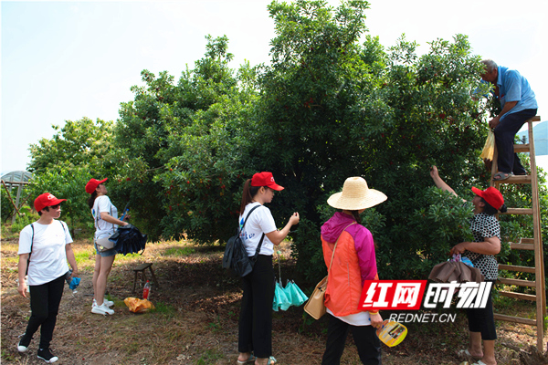 （图片新闻）早熟杨梅助增收