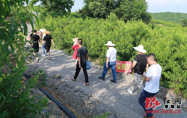 零陵：脆桃成熟季 游客采摘乐