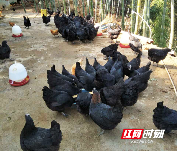 【产业扶贫结硕果】衡阳县:因地制宜因户施策