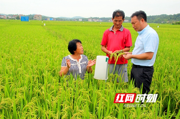 零陵：10万亩“绿色防控”早稻丰收在望