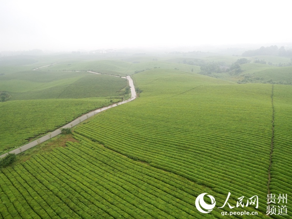 贵州省湄潭县永兴镇内的万亩茶海满目葱绿。王钦 摄