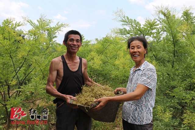 让中药材成为脱贫致富的“药神”