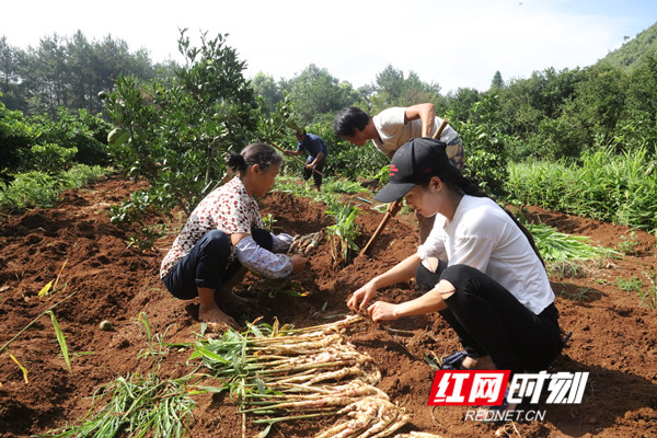 江永：两代姜农种香姜 种出不一样的“钱景”