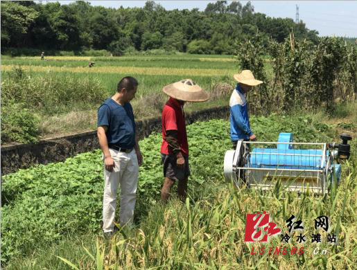 冷水滩区 早稻丰收在望 收割全面展开