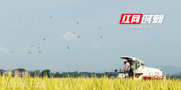 宁远：9万亩中稻进入收获季