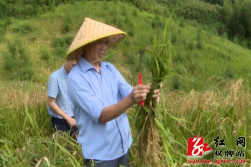 双牌：瑶乡红米旱稻种植获阶段性成果 亩产量突破400斤