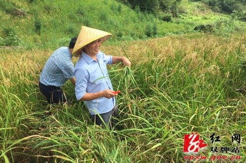 双牌：瑶乡红米旱稻种植获阶段性成果 亩产量突破400斤