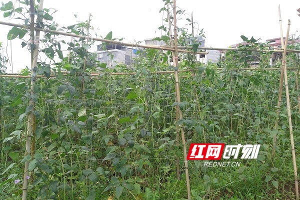 回龙圩：豆角种植成了稳定脱贫的好帮手