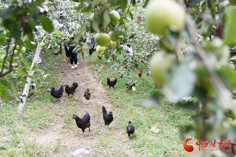 万荣县:苹果树下养乌鸡 走出循环经济新路子(图
