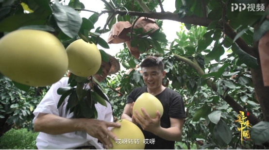 传承美味，PP视频《寻味中国》揭秘清朝贡品琯溪蜜柚